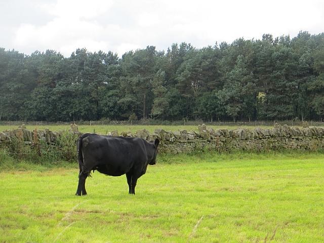 Vache Aberdeen Angus noire au pré