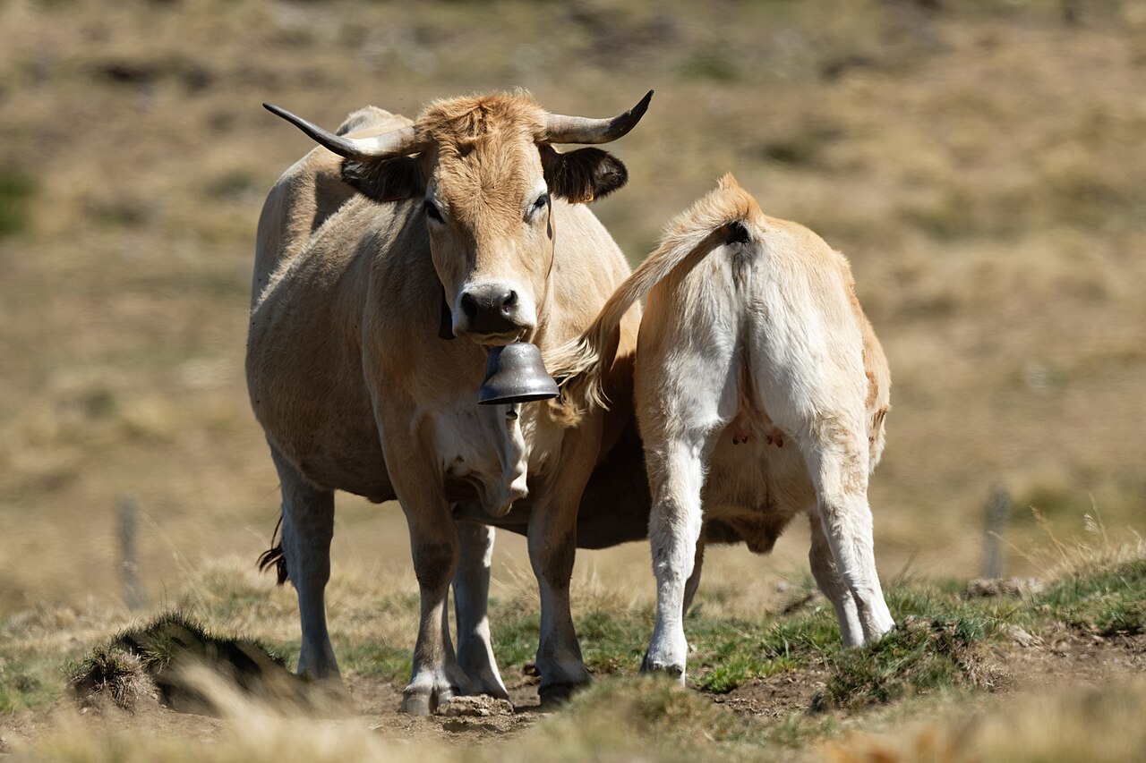 Vache Aubrac fauve sur un plateau du Massif central
