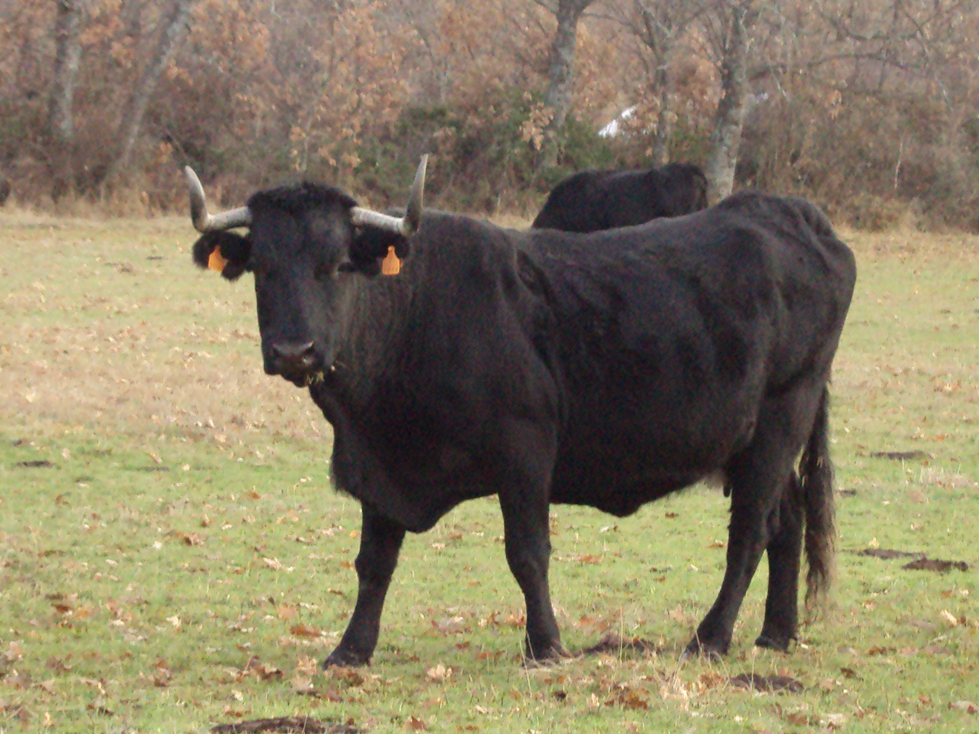 Vache Avileña noire de Castille