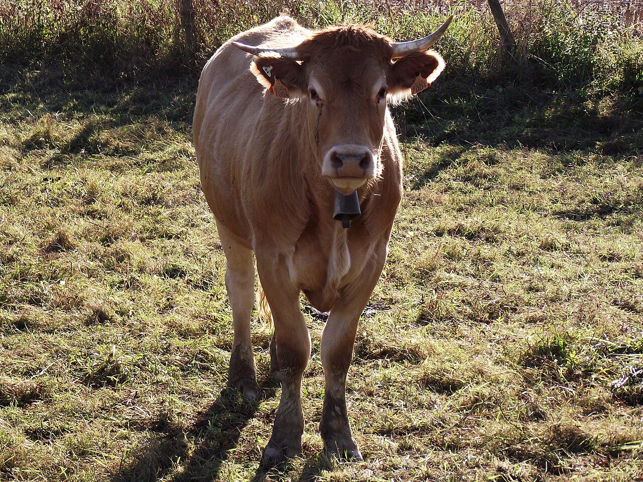 Vache Blonde d'Aquitaine à la robe claire