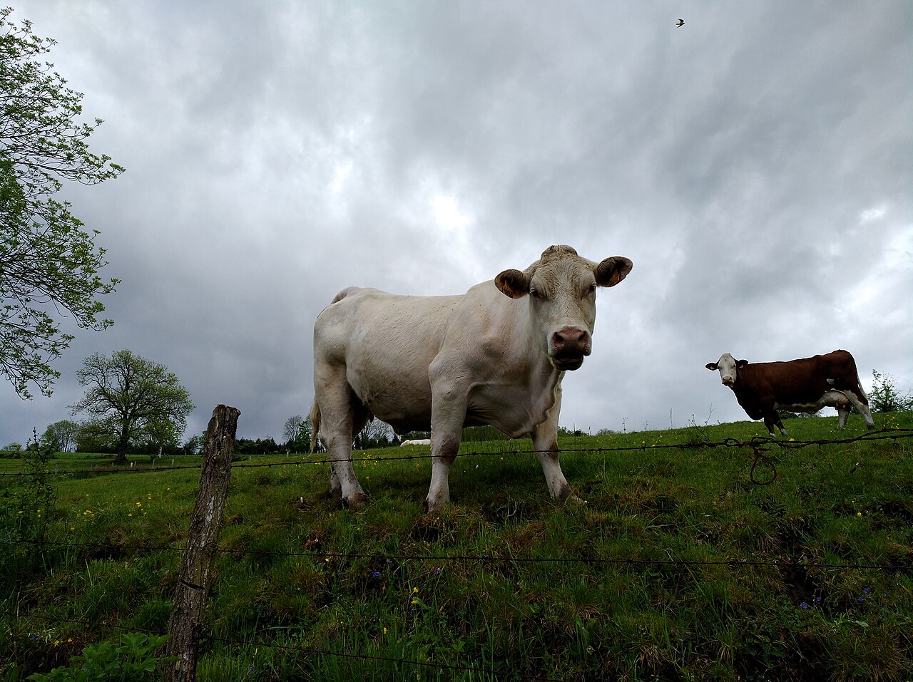 Vache charolaise blanche, profil entier dans un pré
