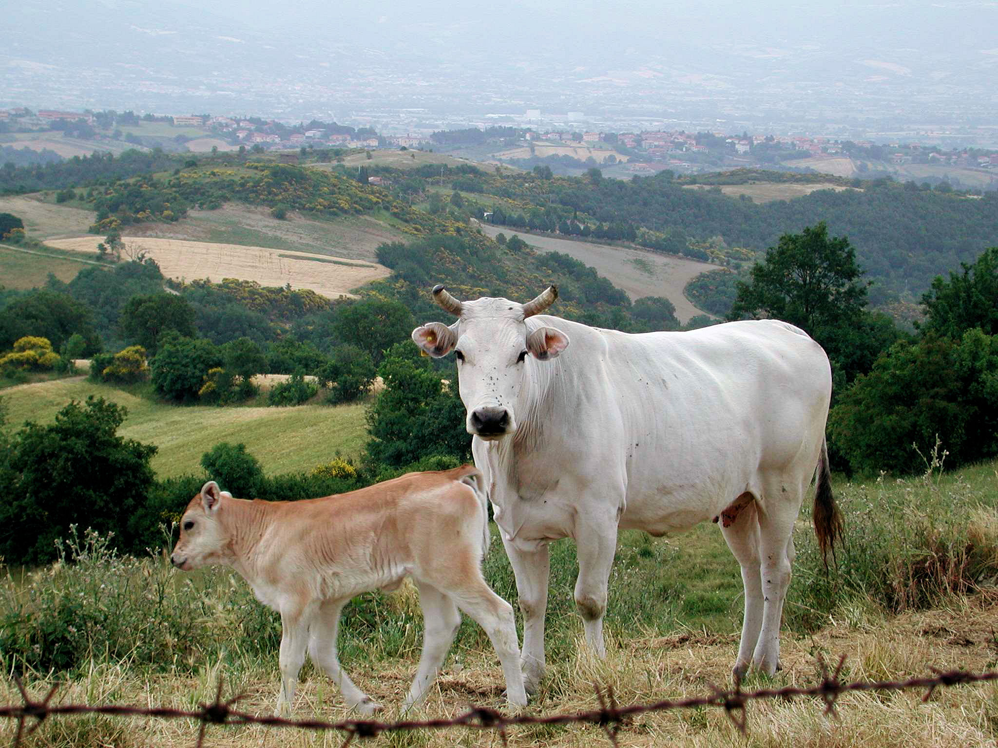 Vache Chianina blanche en Toscane