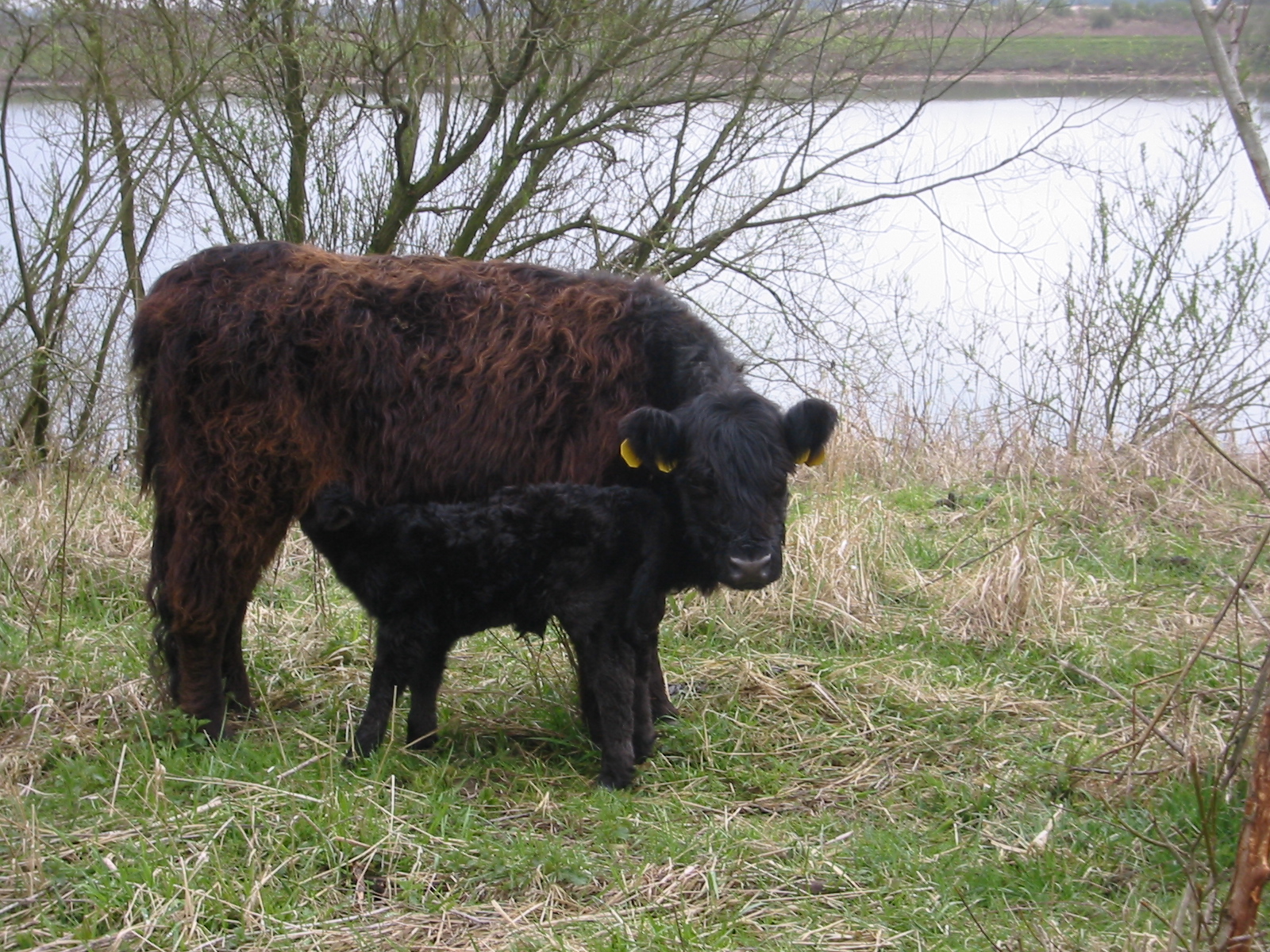 Vache Galloway noire à la fourrure bouclée