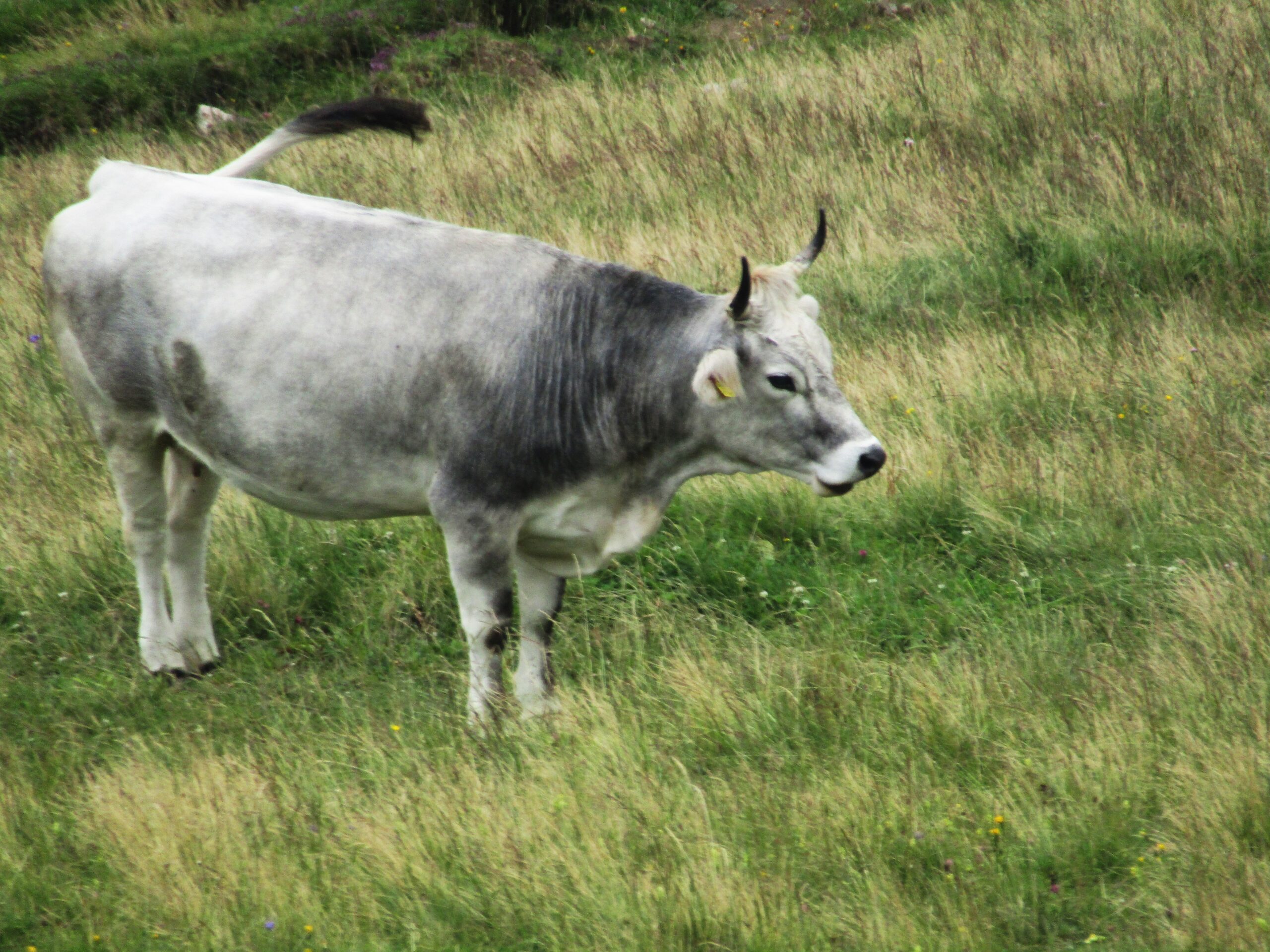 Vache grise du Tyrol en alpage