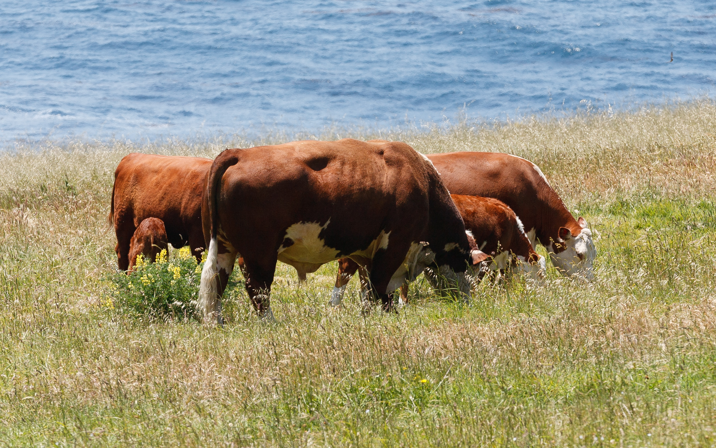 Vache Hereford rousse à face blanche