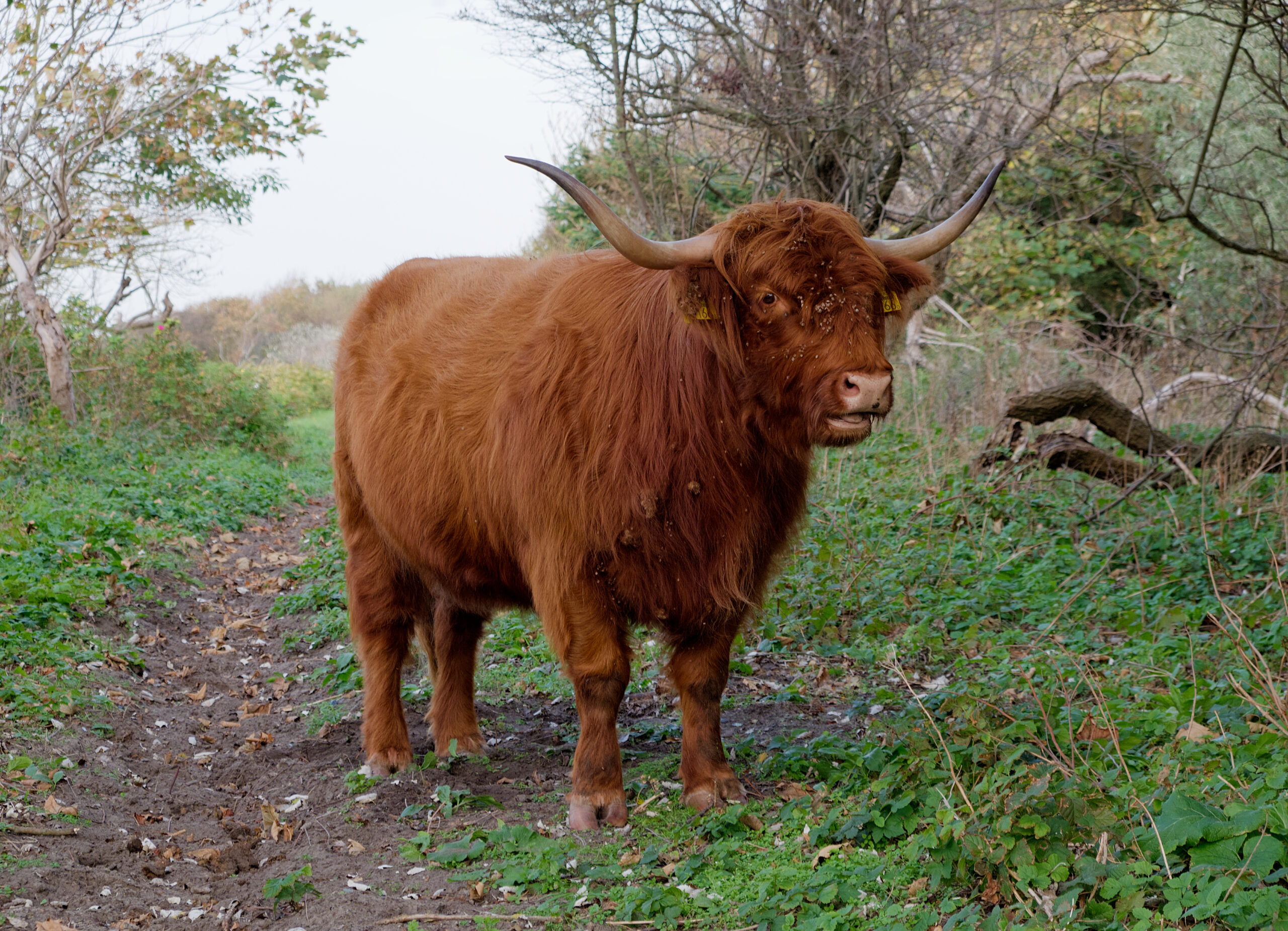 Vache Highland à la toison rousse et longues cornes
