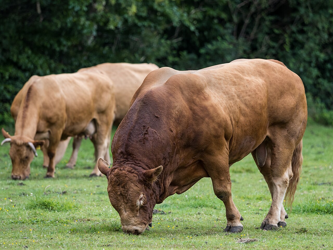 Taureau limousin à la robe froment au pré