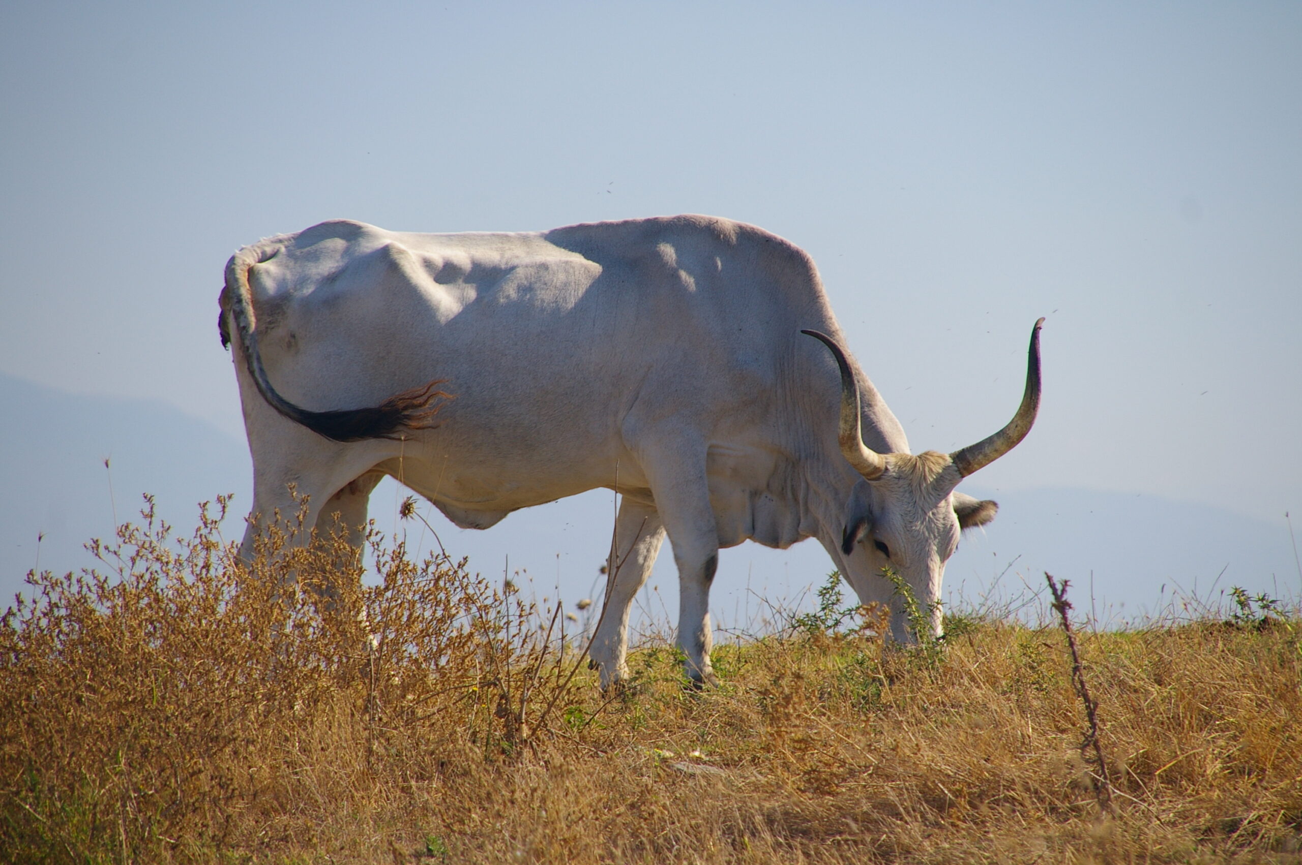 Bœufs Maremmana gris aux longues cornes