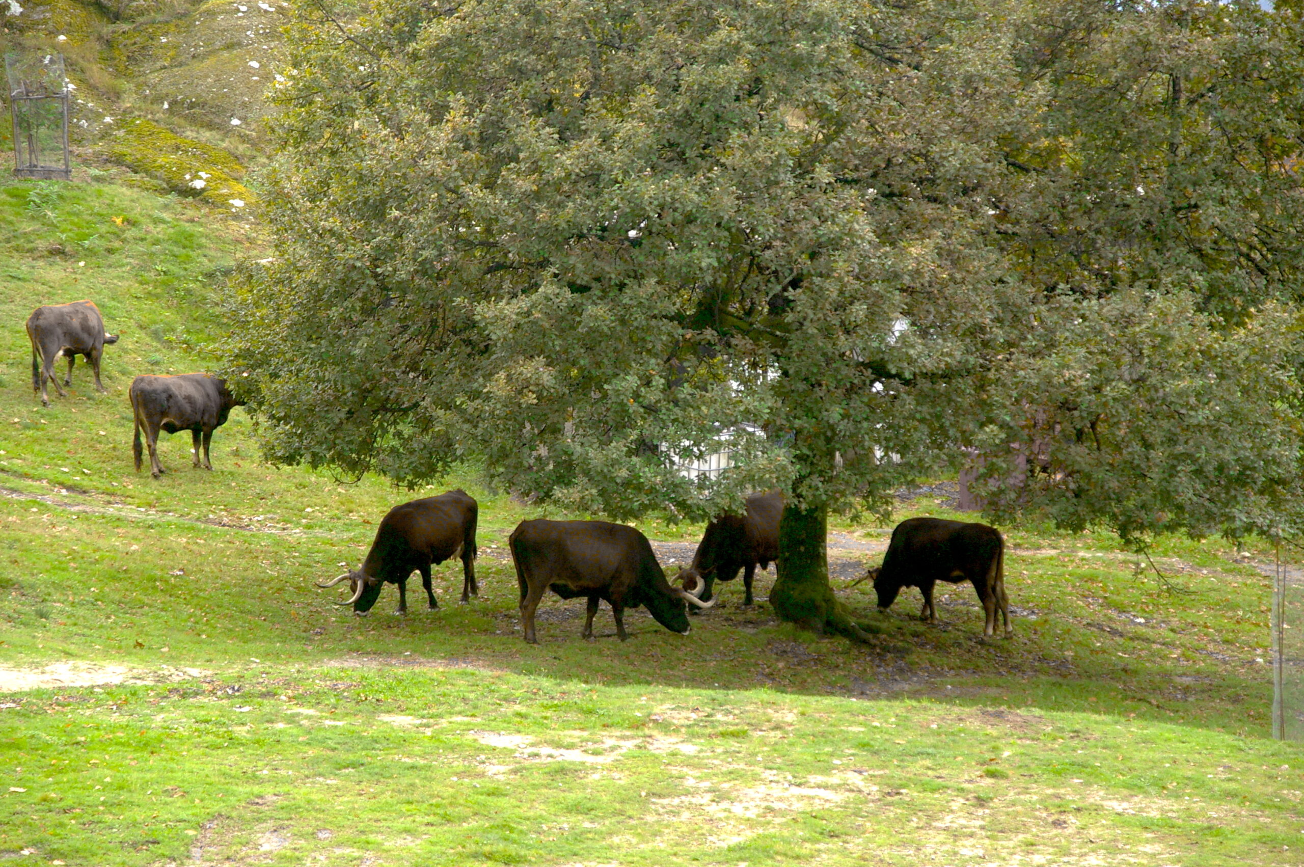 Vache Maronesa châtain dans les monts du Marão