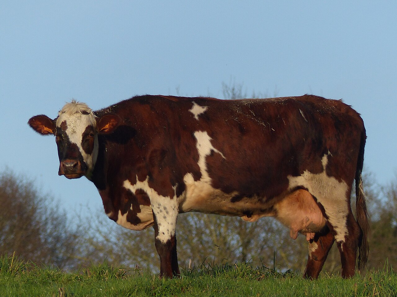 Vache normande pie rouge et blanc, profil entier au pré