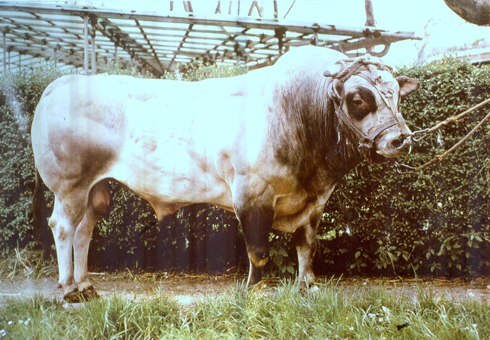 Taureau piémontais blanc très musclé