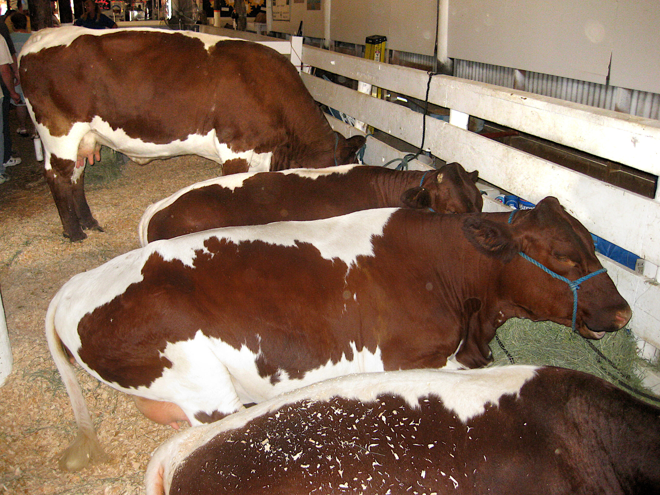 Vache Pinzgauer acajou à large bande blanche