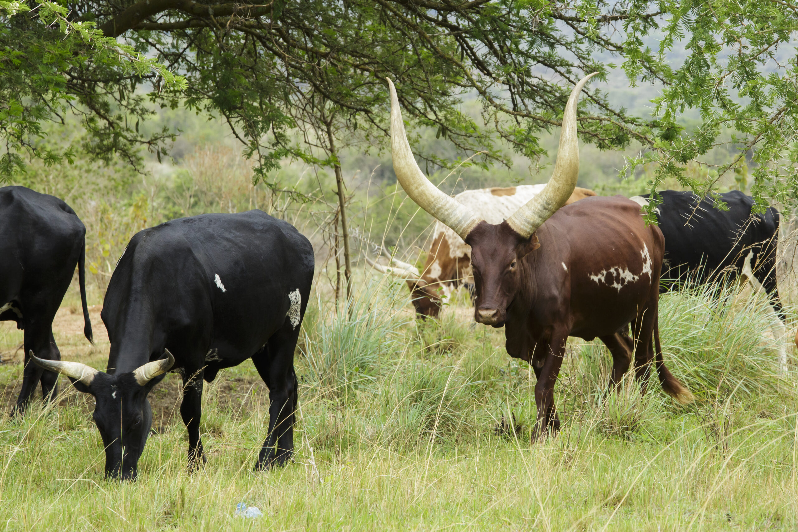 Bovins Ankole-Watusi aux cornes géantes