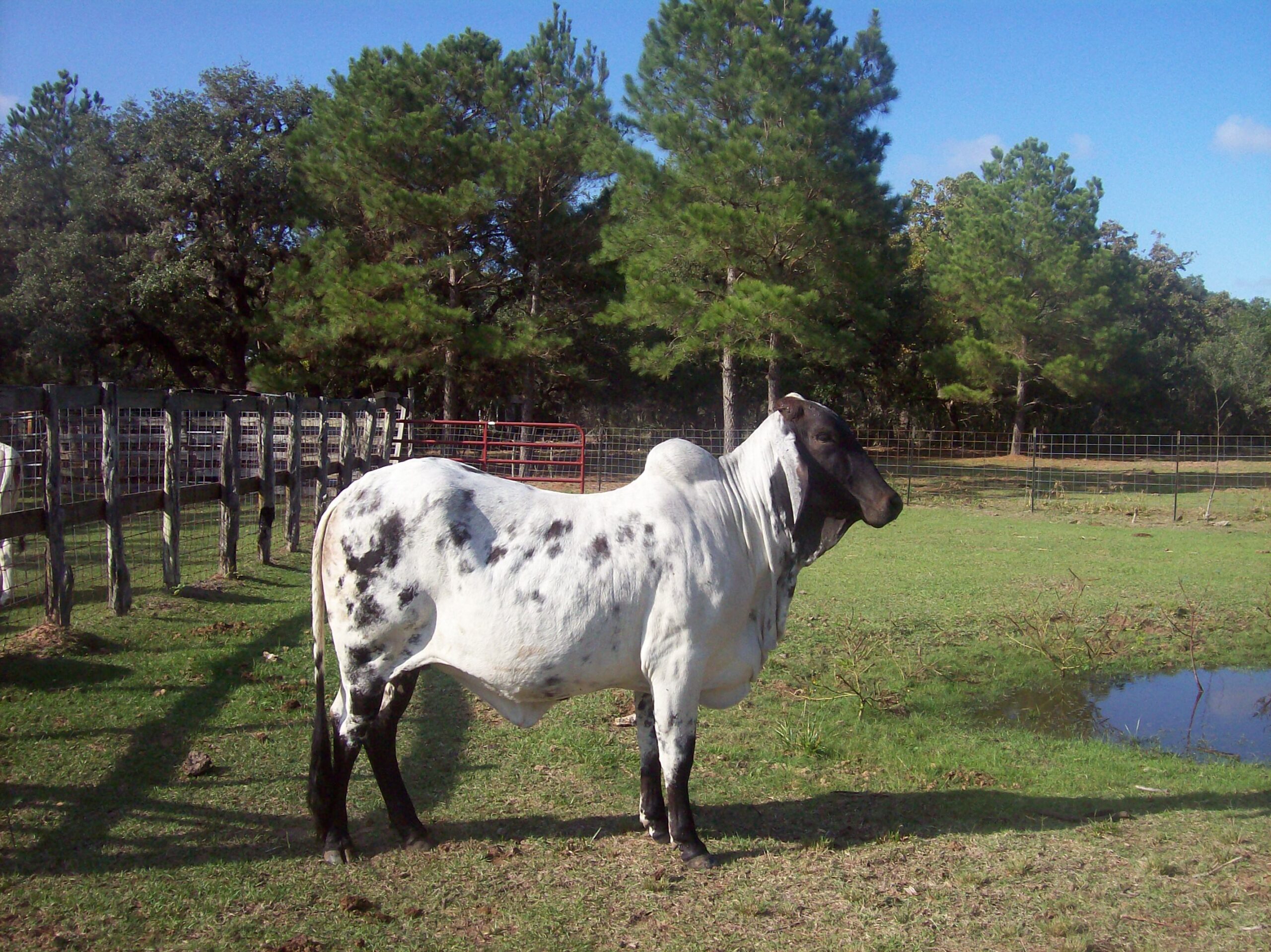Zébu Brahman gris à bosse