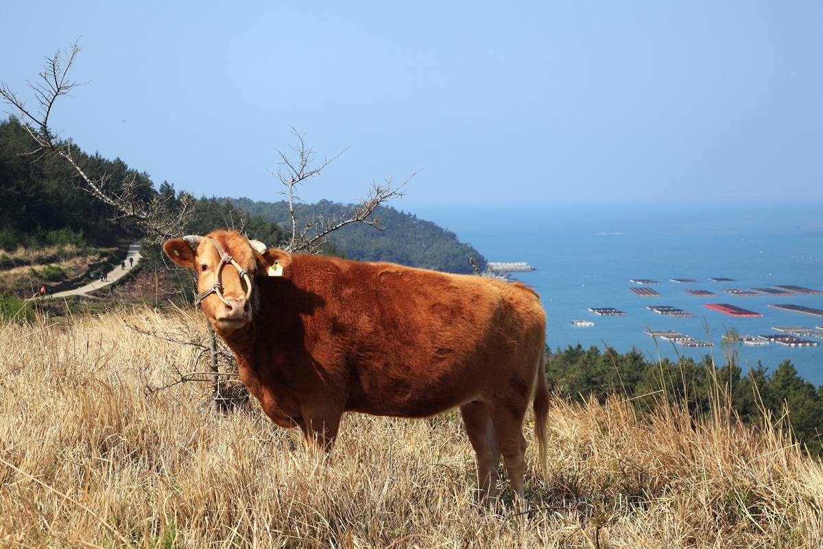 Vache Hanwoo brune sur la côte coréenne