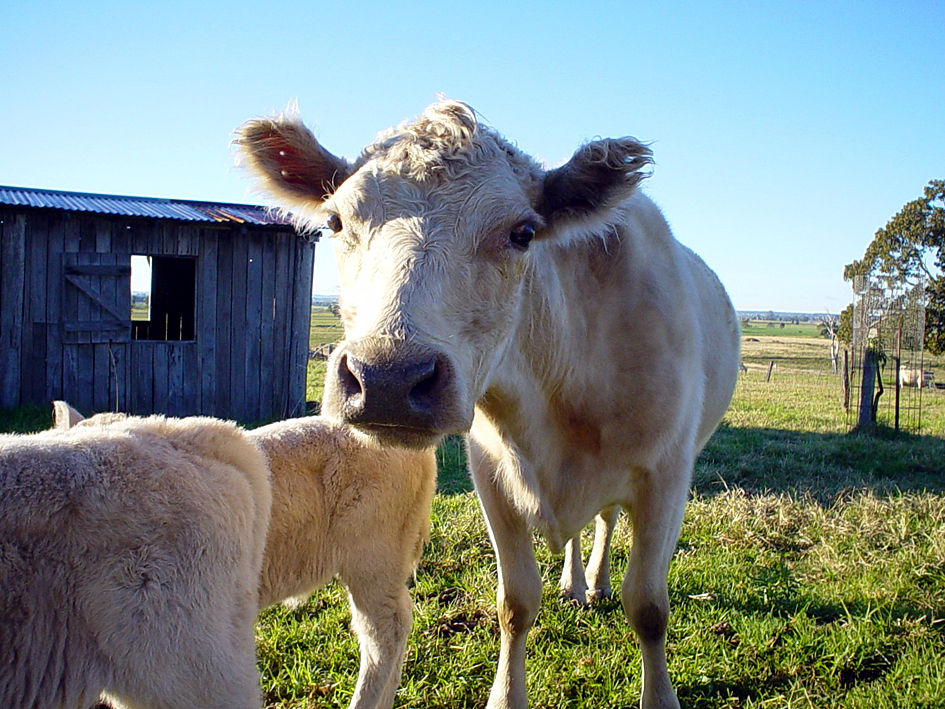 Vache Murray Grey grise