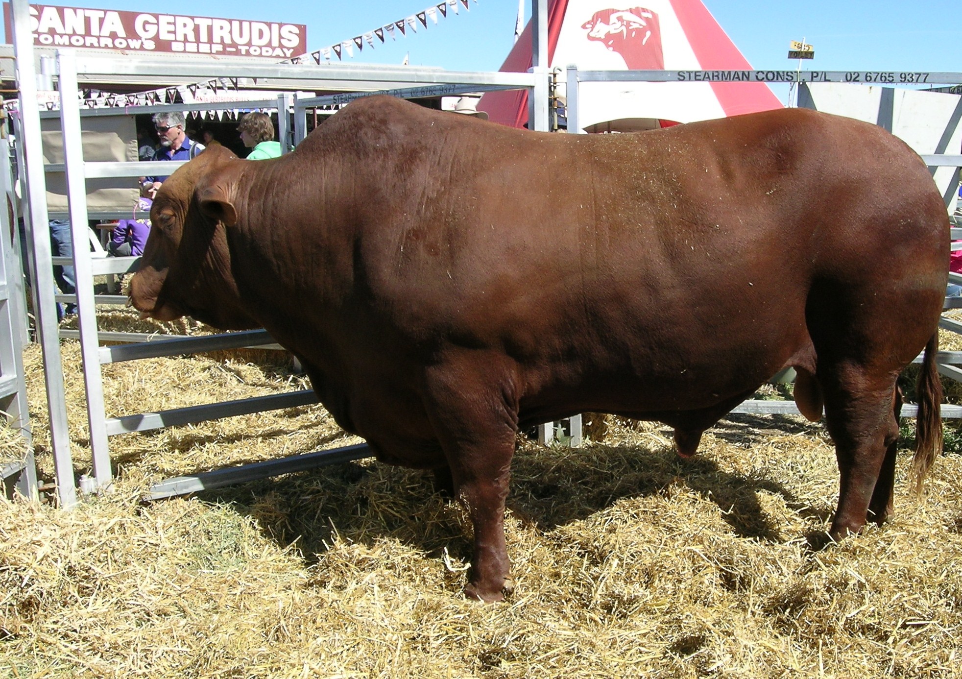 Taureau Santa Gertrudis rouge
