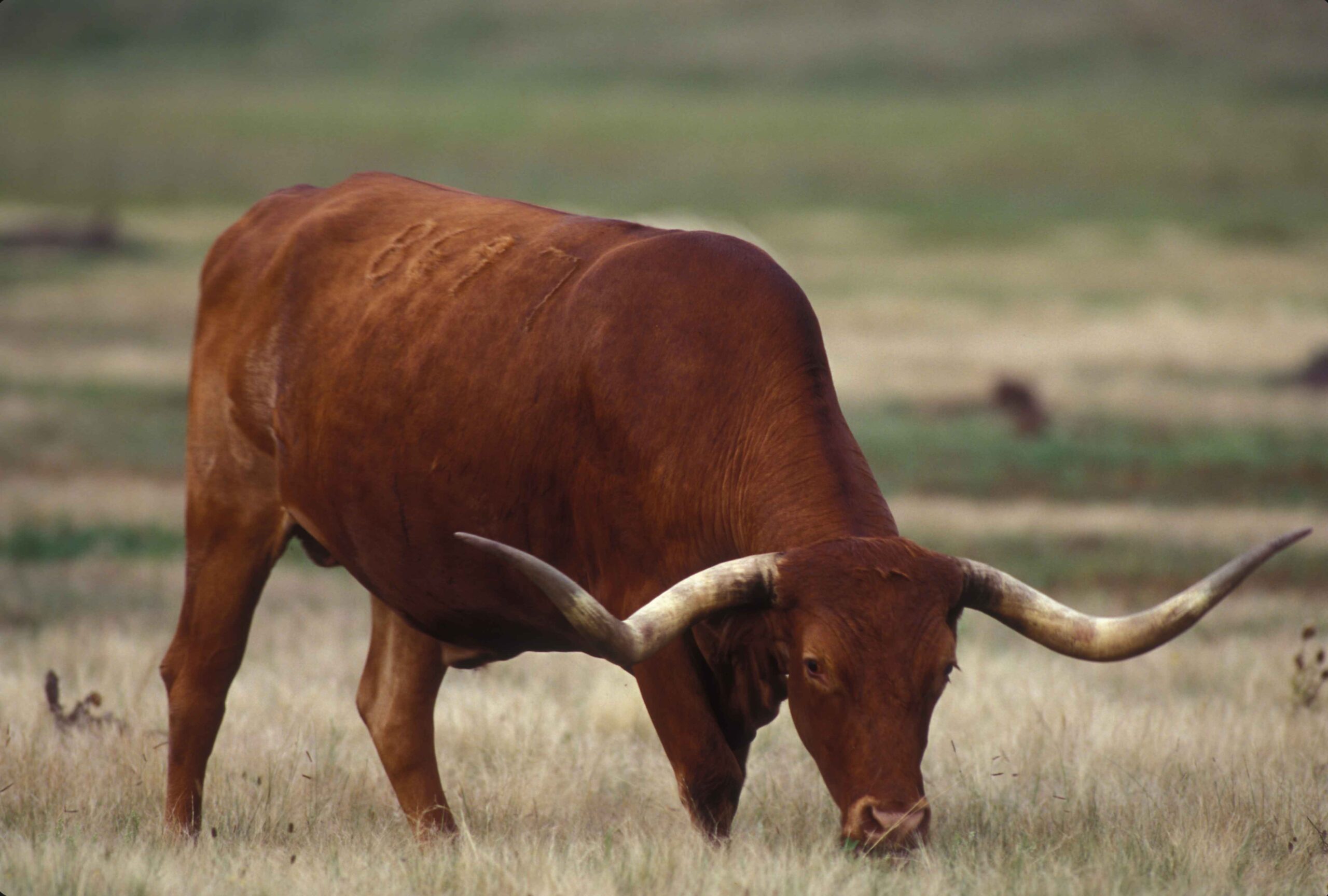 Taureau Texas Longhorn aux longues cornes