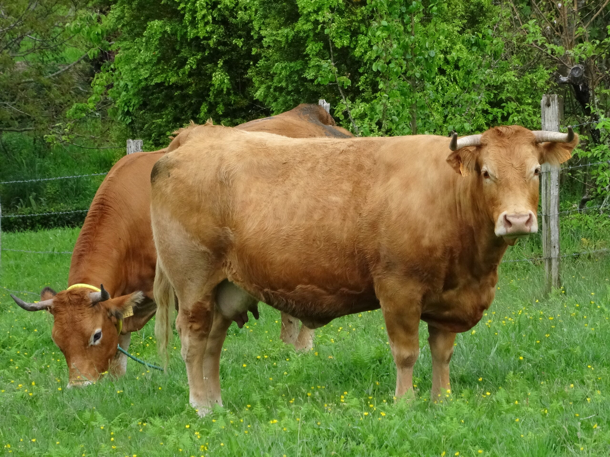 Vache Rubia Gallega blonde en Galice