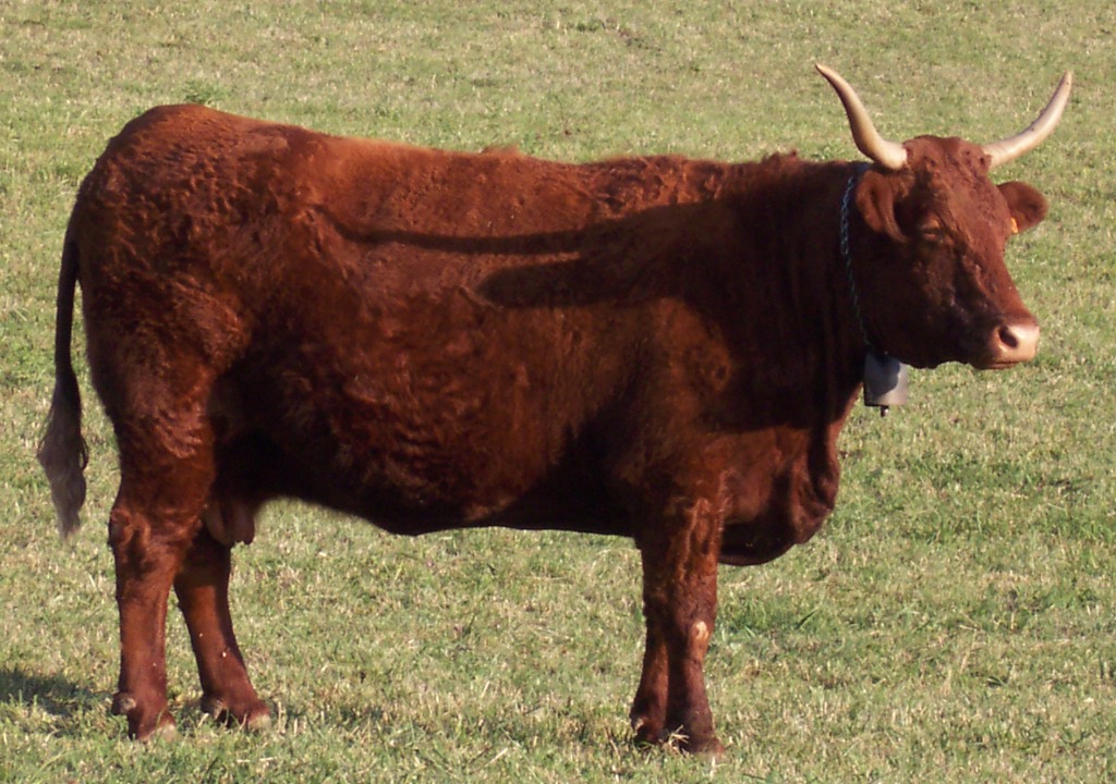 Vache Salers acajou aux longues cornes en lyre