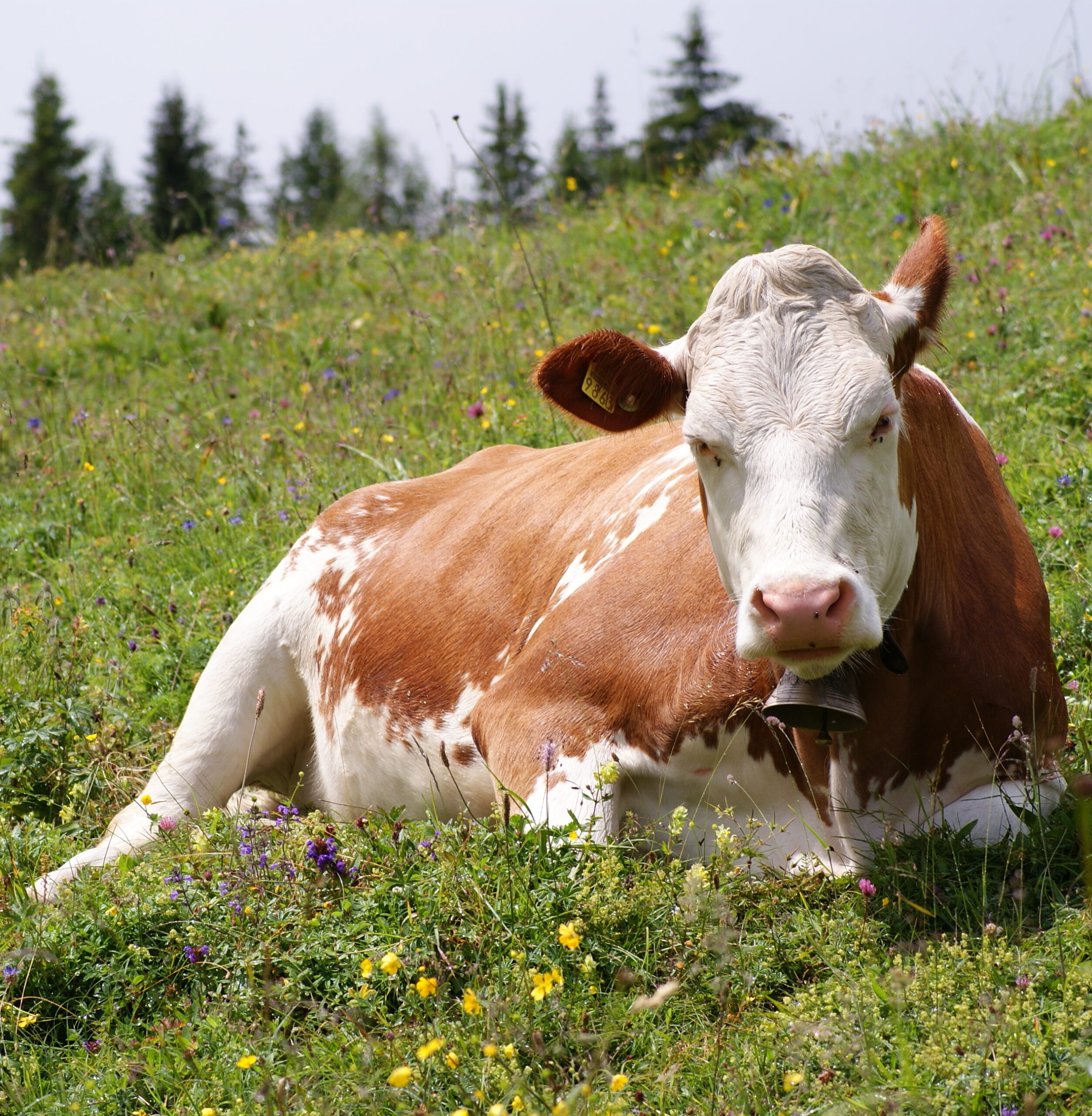 Vache Simmental pie rouge devant un lac alpin