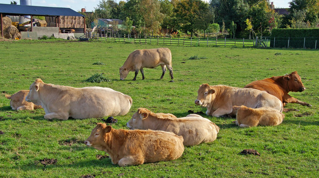 Vaches charolaises dans une prairie verte