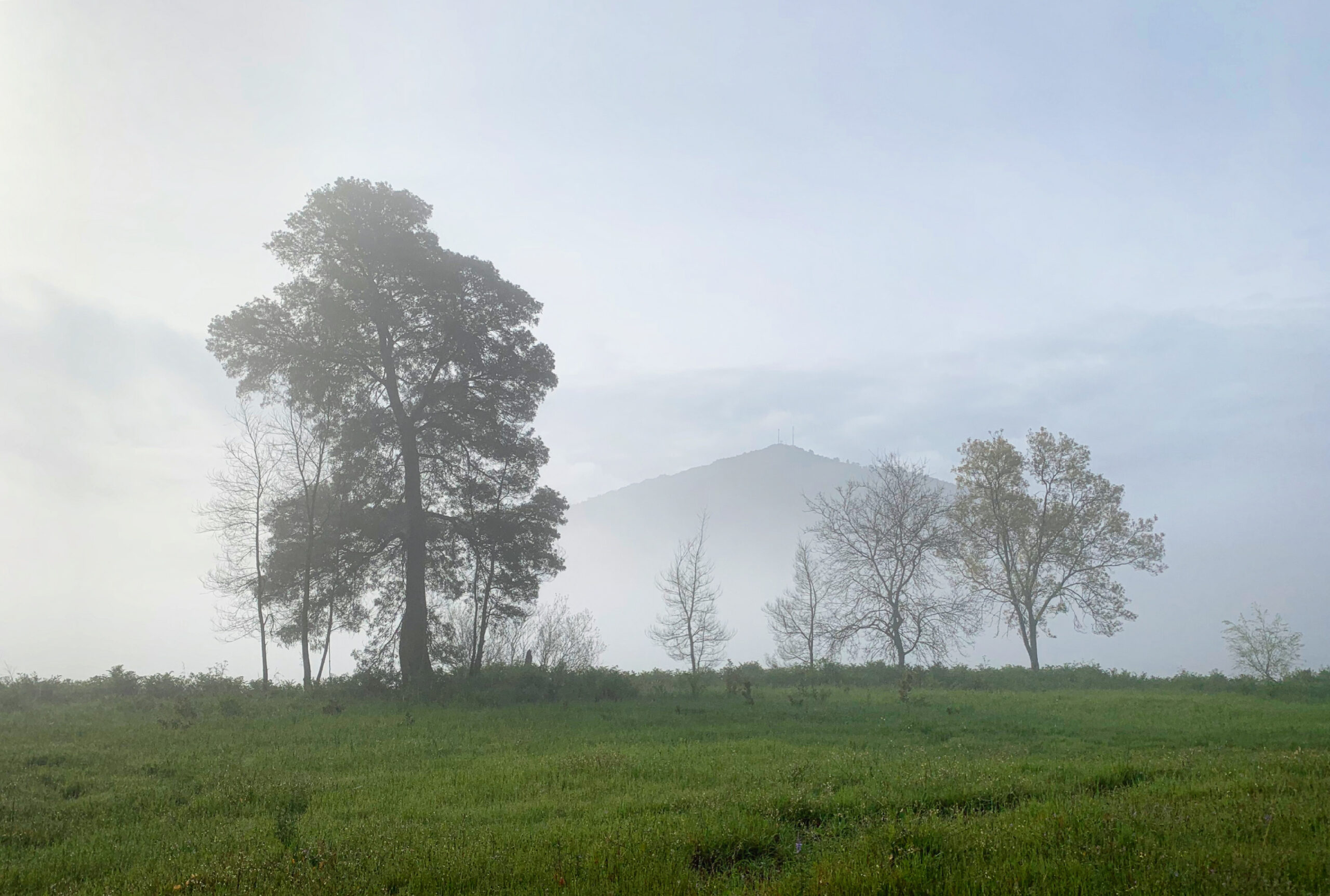 Prairie brumeuse de Galice au petit matin