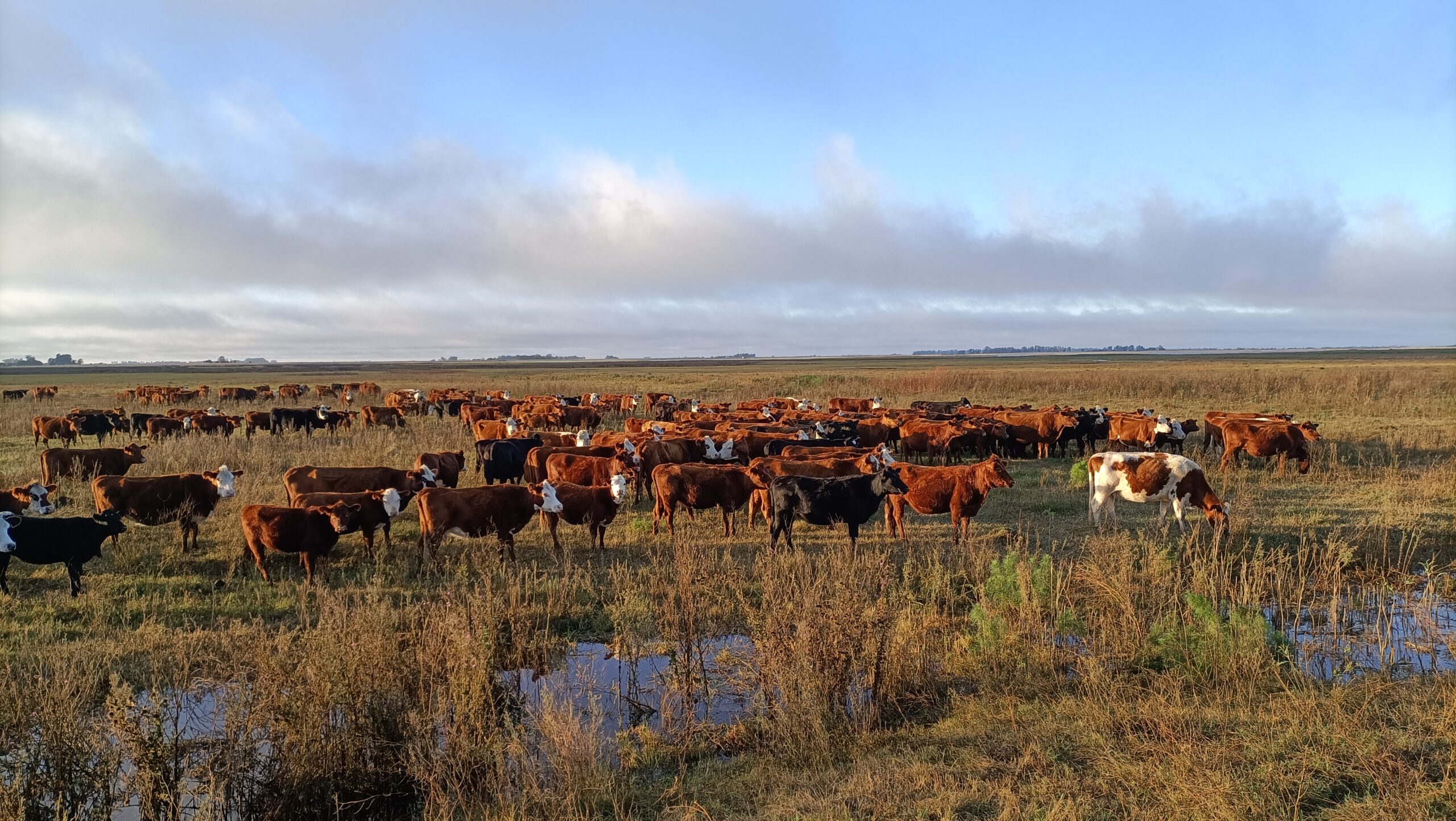 Troupeau de bovins sur la pampa argentine