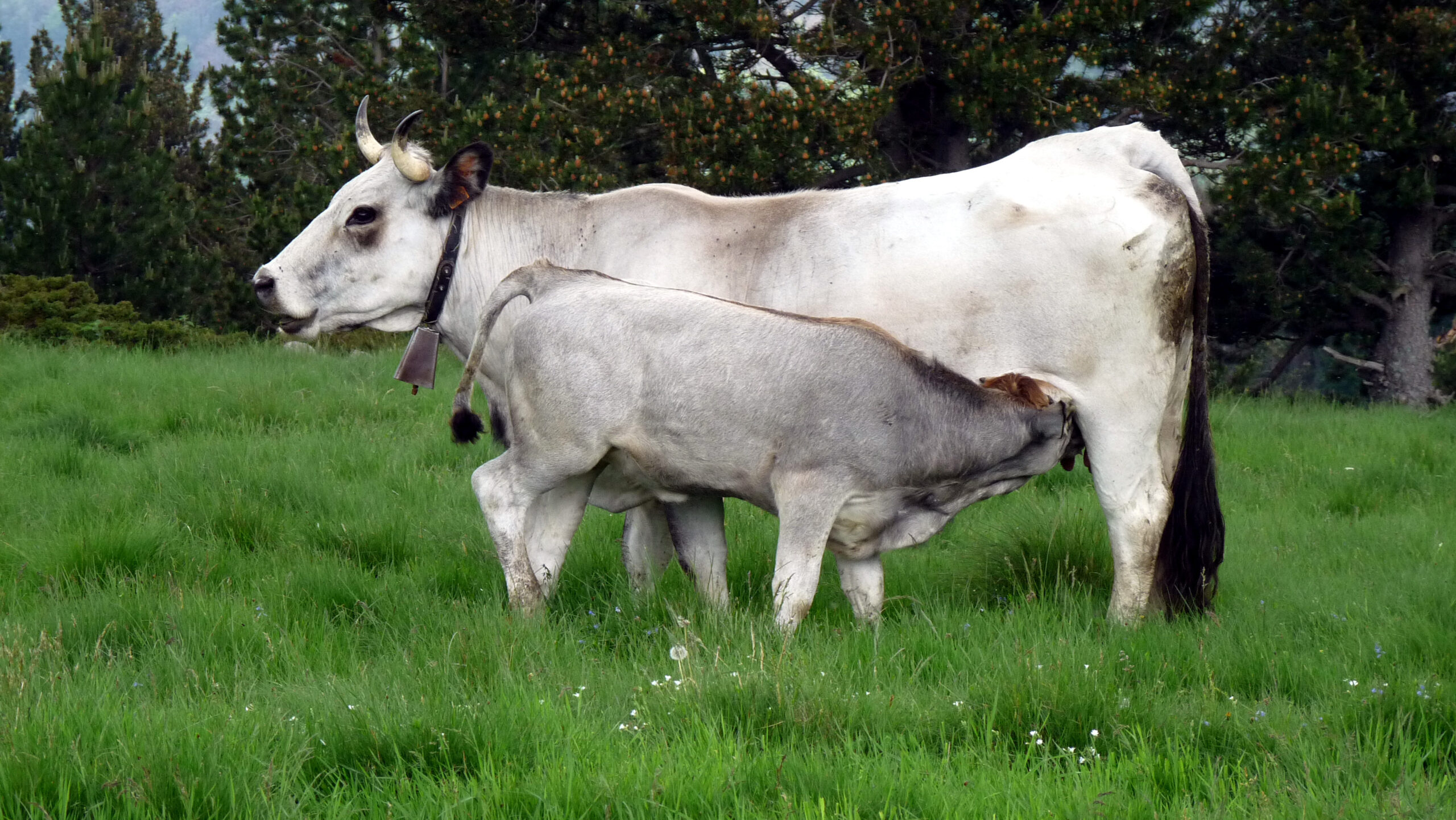 Vaches gasconnes grises dans une prairie