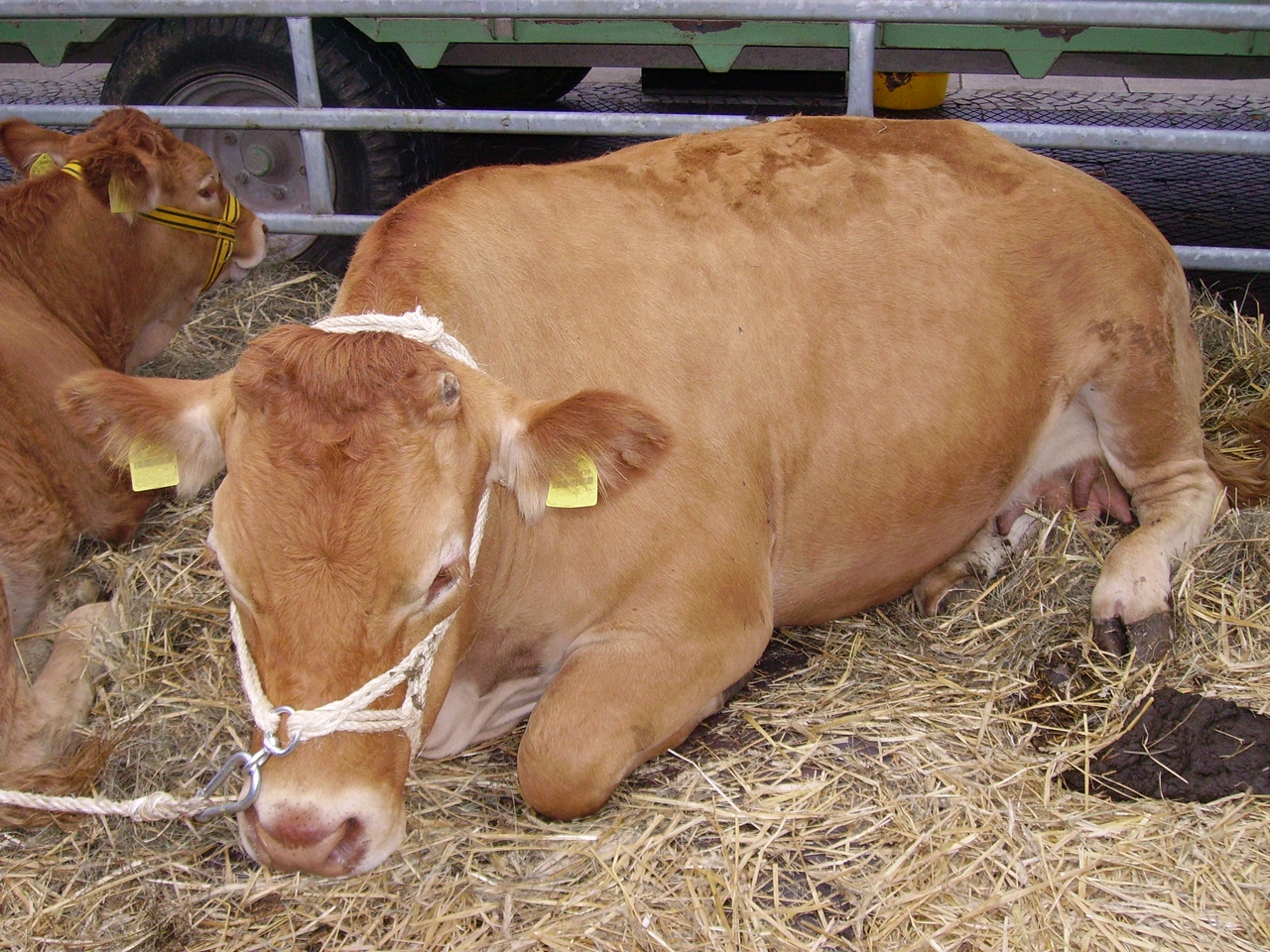 Salon de l’Agriculture 2025 : la Limousine sacrée championne