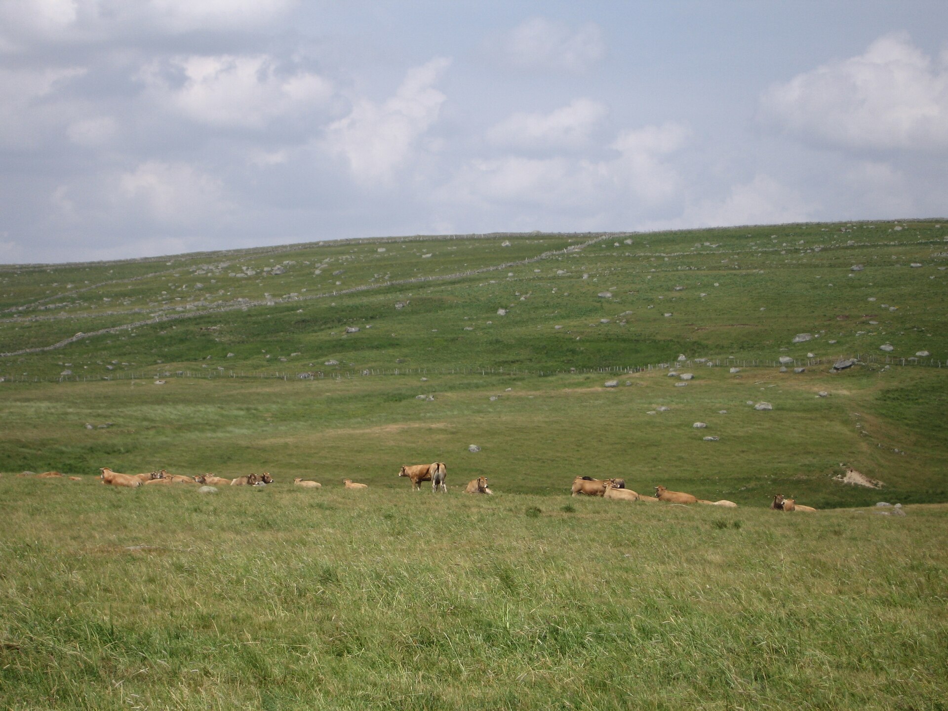 La race Aubrac en concours départemental le 5 septembre à Le Vernet-Chaméane